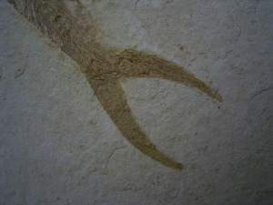 Anaethalion, Solnhofen