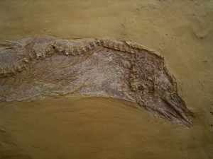 Nothogoneus longiceps