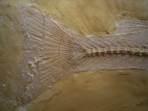 Nothogoneus longiceps