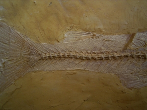 Nothogoneus longiceps