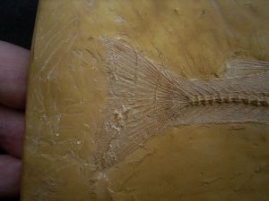 Nothogoneus longiceps