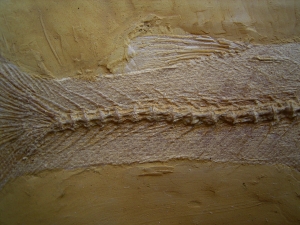 Nothogoneus longiceps