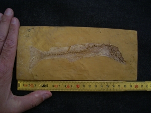 Nothogoneus longiceps