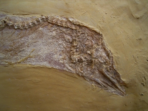 Nothogoneus longiceps
