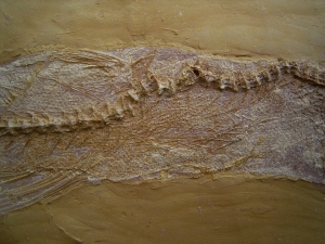 Nothogoneus longiceps