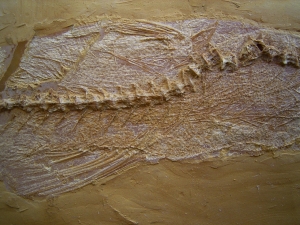 Nothogoneus longiceps