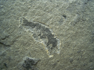 Krebs unbeschrieben, Deutsches Perm