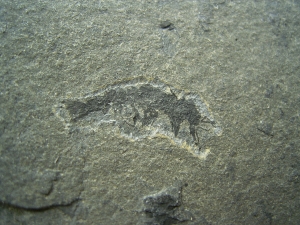 Krebs unbeschrieben, Deutsches Perm