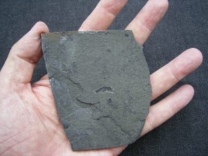 Krebs unbeschrieben, Deutsches Perm