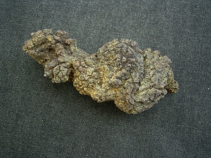 Reptilien Coprolith