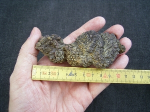 Reptilien Coprolith