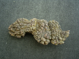 Reptilien Coprolith