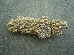 Reptilien Coprolith