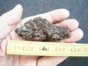 Reptilien Coprolith