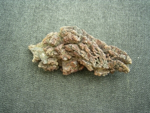 Reptilien Coprolith