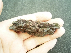 Reptilien Coprolith