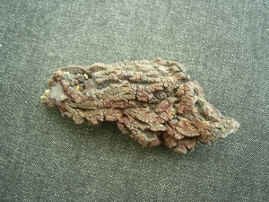Reptilien Coprolith