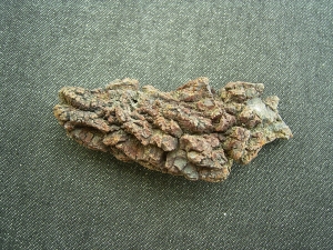 Reptilien Coprolith