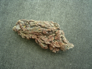 Reptilien Coprolith