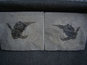 Pterichtyodes, Devon-Panzerfisch