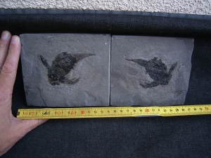 Pterichtyodes, Devon-Panzerfisch