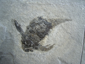 Pterichtyodes, Devon-Panzerfisch