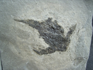 Pterichtyodes, Devon-Panzerfisch