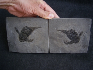 Pterichtyodes, Devon-Panzerfisch