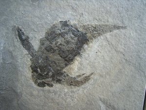 Pterichtyodes, Devon-Panzerfisch