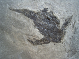 Pterichtyodes, Devon-Panzerfisch
