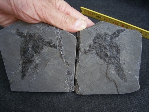 Pterichtyodes, Devon-Panzerfisch #2