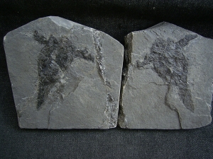 Pterichtyodes, Devon-Panzerfisch #2