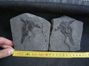 Pterichtyodes, Devon-Panzerfisch #2