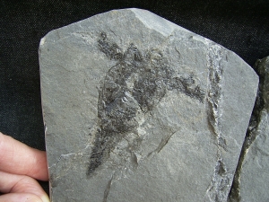 Pterichtyodes, Devon-Panzerfisch #2
