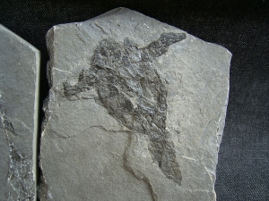 Pterichtyodes, Devon-Panzerfisch #2