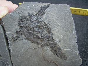 Pterichtyodes, Devon-Panzerfisch #2