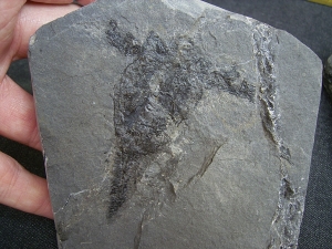 Pterichtyodes, Devon-Panzerfisch #2