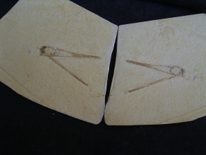 Flugsaurier Schädel