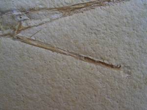 Flugsaurier Schädel