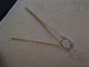 Flugsaurier Schädel