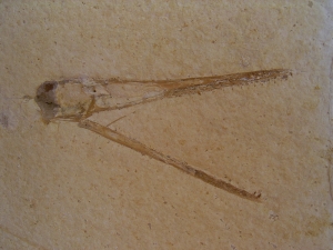 Flugsaurier Schädel