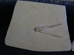 Flugsaurier Schädel