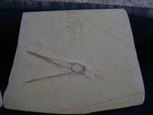 Flugsaurier Schädel