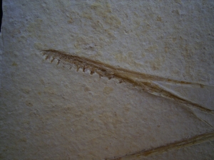 Flugsaurier Schädel