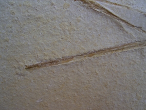 Flugsaurier Schädel