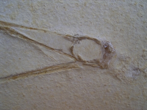 Flugsaurier Schädel