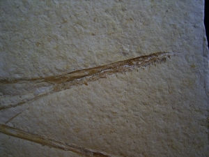 Flugsaurier Schädel