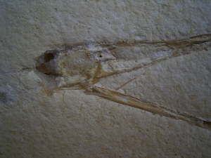 Flugsaurier Schädel