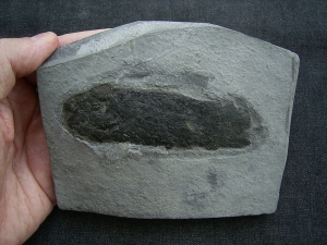 Lungenfisch Pentlandia macroptera