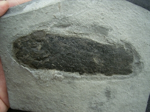 Lungenfisch Pentlandia macroptera